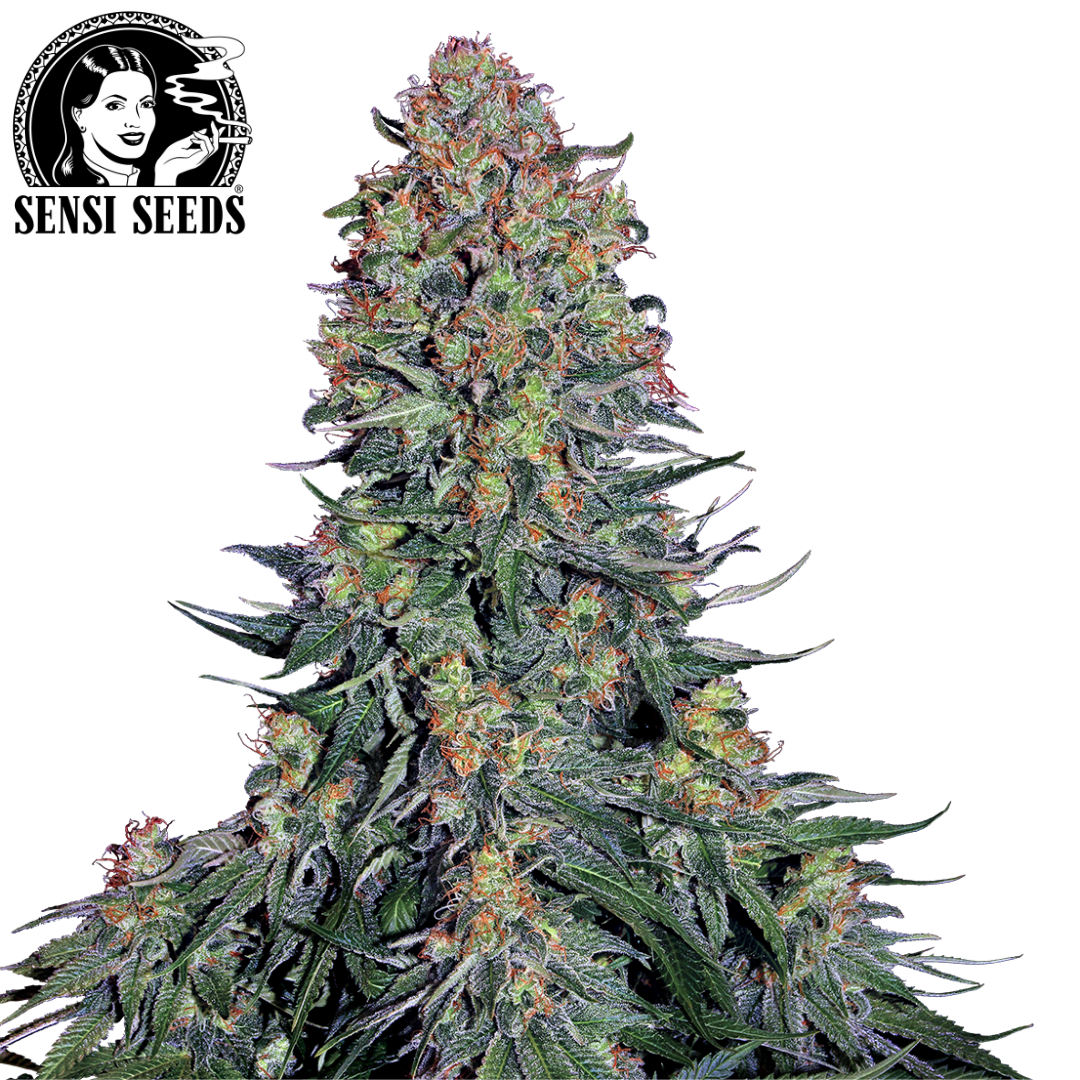 T-Shirt, Sensi Seeds® ,Original Logo, Weiß, Promo 1